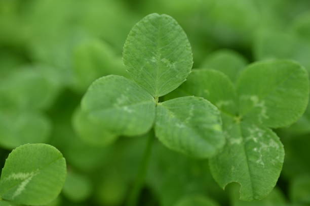 istock concept of sustainable development, macro green clover leaves 1779854552