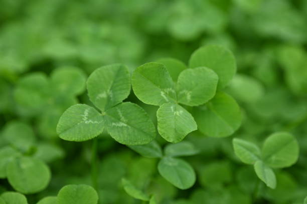 concept of sustainable development, macro green clover leaves - corned beef red meat irish cuisine focus on foreground imagens e fotografias de stock