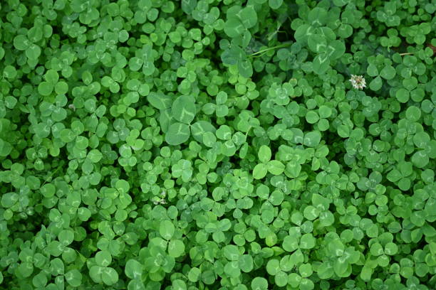 istock concept of sustainable development, macro green clover leaves 1779854584