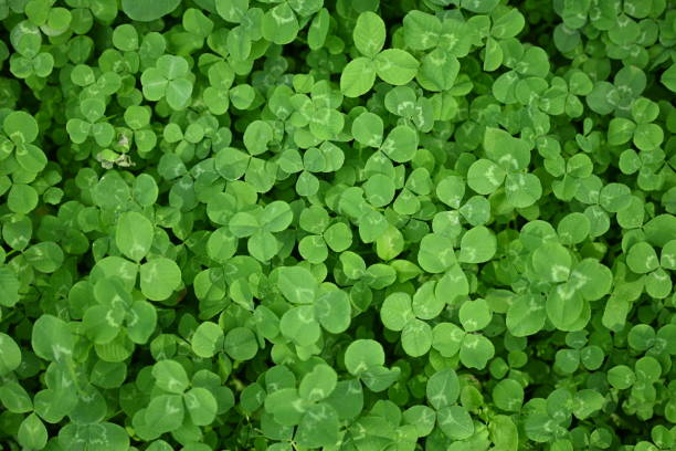 istock concept of sustainable development, macro green clover leaves 1779854589