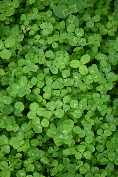 concept of sustainable development, macro green clover leaves - corned beef red meat irish cuisine focus on foreground imagens e fotografias de stock
