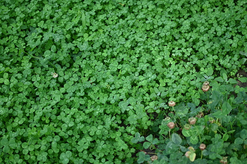 concept of sustainable development, macro green clover leaves