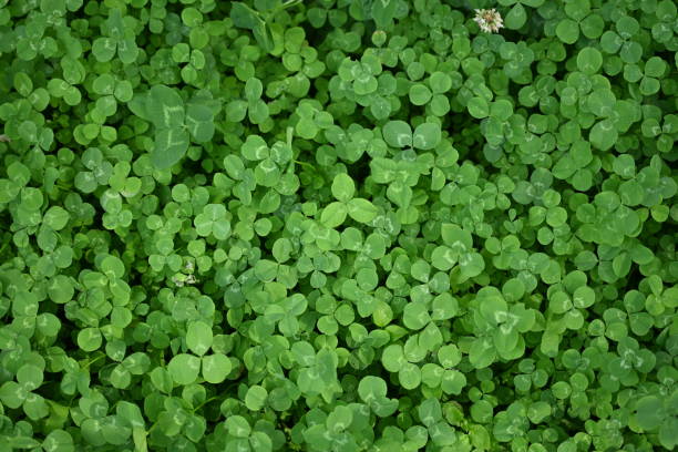 istock concept of sustainable development, macro green clover leaves 1779855113
