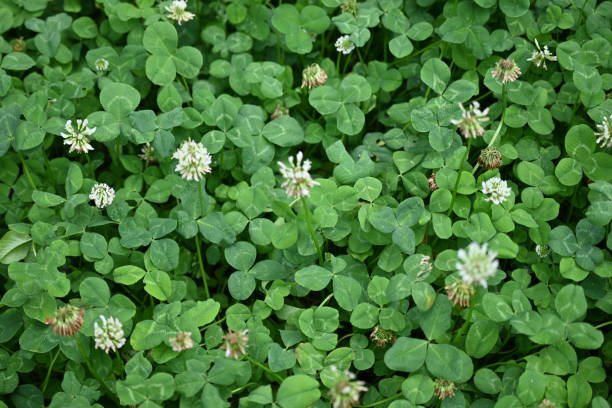 concept of sustainable development, macro green clover leaves - corned beef red meat irish cuisine focus on foreground imagens e fotografias de stock