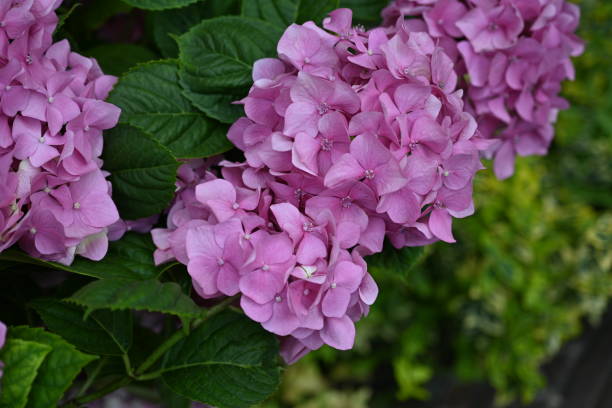 istock pink hydrangea flowers on a branch with leaves 1779855672