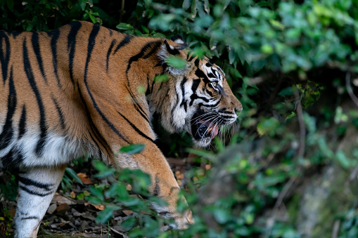 Hermoso tiger photo