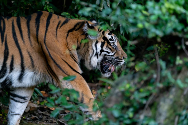 아름다운 호랑이 - tiger animal sumatran tiger endangered species 뉴스 사진 이미지
