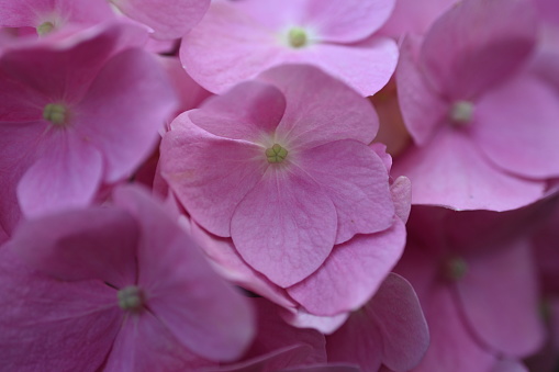 pink hydrangea flowers background close up