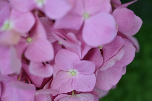 pink hydrangea flowers background close up