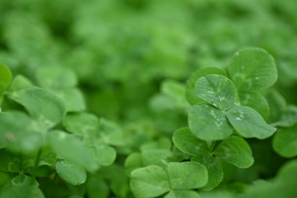 concept for patrick of the day, concept of sustainable development, macro green clover leaves - corned beef red meat irish cuisine focus on foreground imagens e fotografias de stock