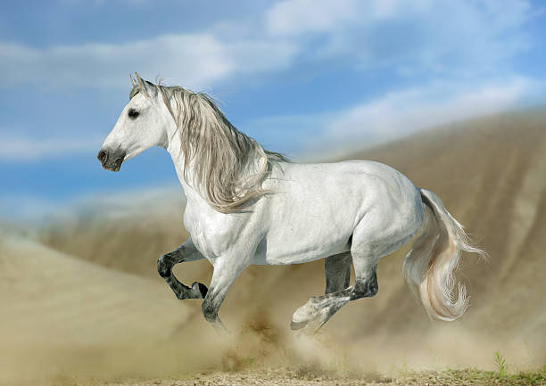 istock andalusian stallion in desert 177985783