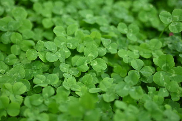 concept for patrick of the day, concept of sustainable development, macro green clover leaves - corned beef red meat irish cuisine focus on foreground imagens e fotografias de stock