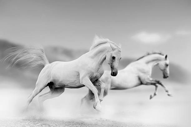 White horses White horses on the wild arabian horse photos stock pictures, royalty-free photos & images