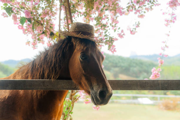 Funny  horse wearing straw hat under the blossoming tree