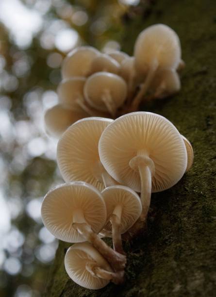 Mushrooms growing from a tree in the forest, autumn landscape. Group of mushrooms