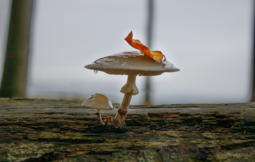 Mushroom growing from a tree in the forest, yellow leaf falling on a mushroomhead, autumn mood, a drop of water hangs from a mushroom cap
