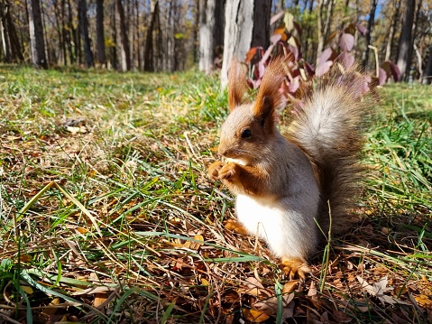 A squirrel sits on the grass among tall trees and eats a nut