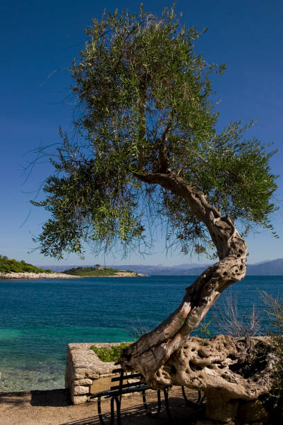 Twisted, venerable old olive tree (olea europaea) by a stony beach just outside the harbour of Gaios on the island of Paxos, Ionian Islands, Greece