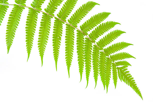 istock Green fern on white background 177987847