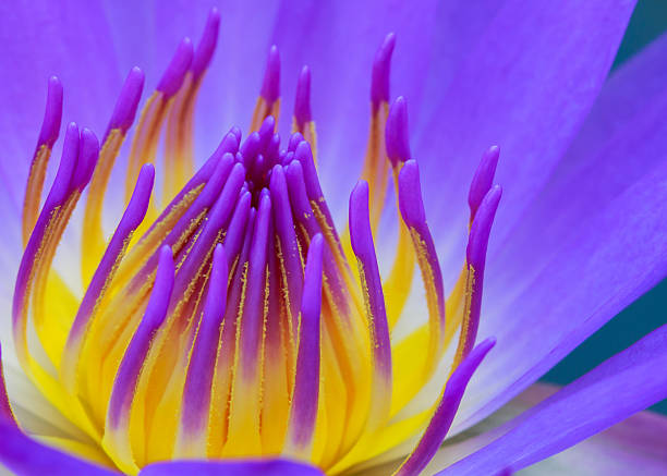 istock Purple lotus 177988222