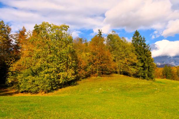 istock Trees in autumn colors bordering a meadow and clouds in the sky 1779882510