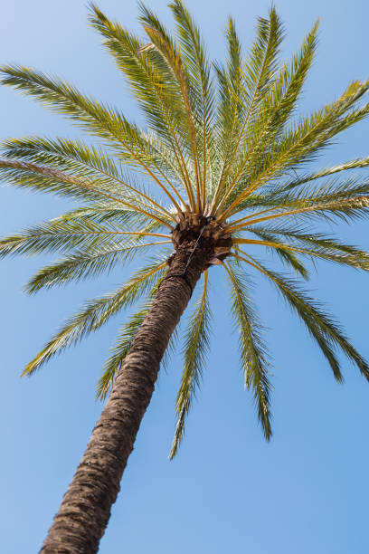 istock Bright beautiful palm trees against the blue sky on a sunny day 1779883759
