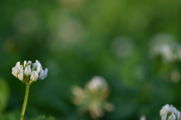 white clover blossoms, macro green clover leaves - corned beef red meat irish cuisine focus on foreground imagens e fotografias de stock