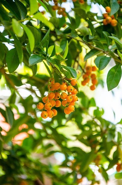 Orange fruit in forest stock photo