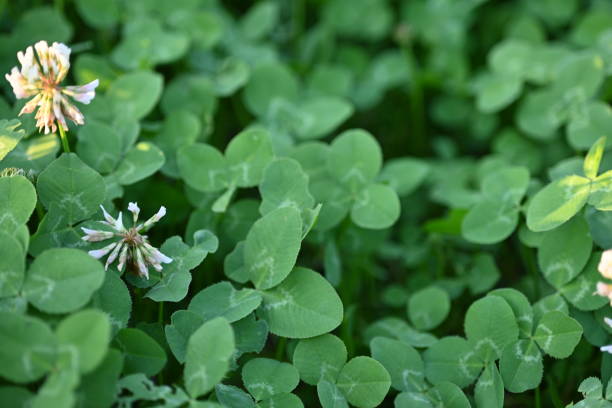 white clover blossoms, macro green clover leaves - corned beef red meat irish cuisine focus on foreground imagens e fotografias de stock