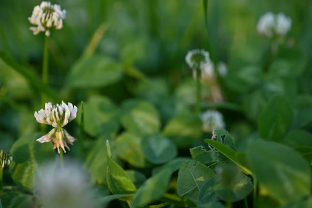 white clover blossoms, macro green clover leaves - corned beef red meat irish cuisine focus on foreground imagens e fotografias de stock