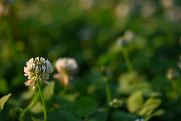 white clover blossoms, macro green clover leaves - corned beef red meat irish cuisine focus on foreground imagens e fotografias de stock