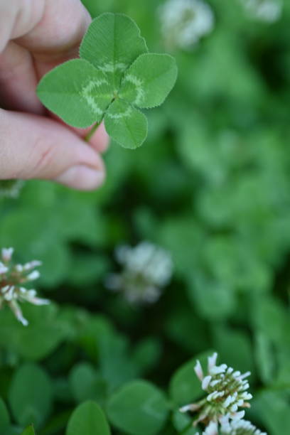 white clover blossoms, macro green clover leaves - corned beef red meat irish cuisine focus on foreground imagens e fotografias de stock