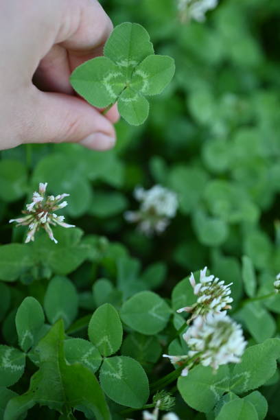 white clover blossoms, macro green clover leaves - corned beef red meat irish cuisine focus on foreground imagens e fotografias de stock