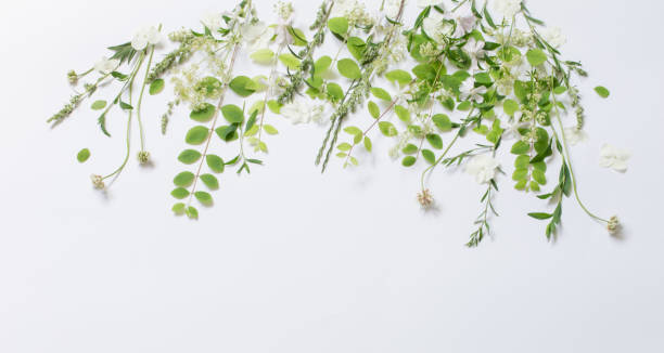 istock wildflowers and plants on white background 1779885026
