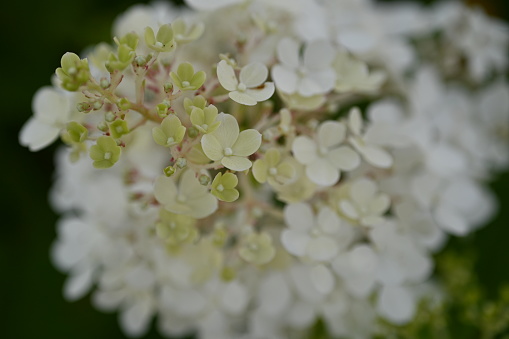 white hydrangea flowers close up
