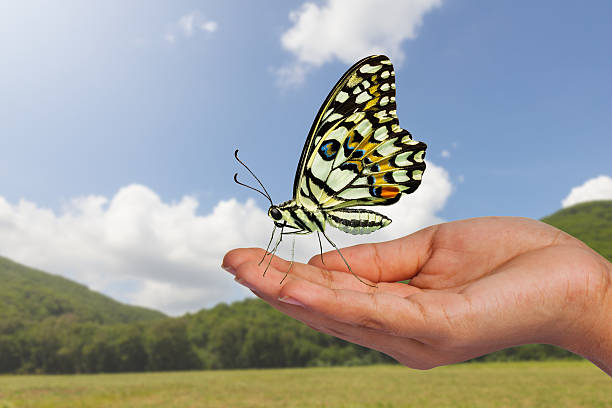 hermosa mariposa a mano - lime butterfly fotografías e imágenes de stock