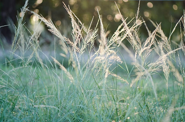 Early morning grass stock photo