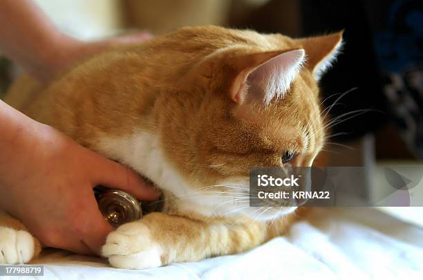Cat At Vet Stock Photo - Download Image Now - Animal, Domestic Cat, Examining
