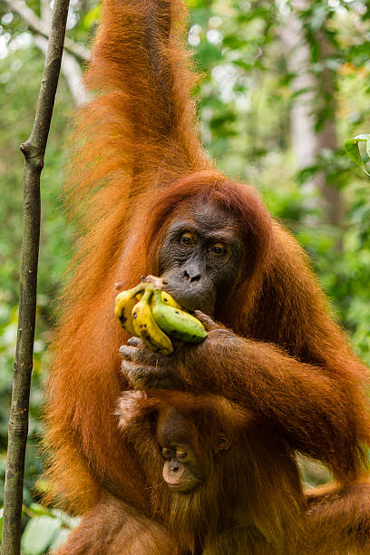 istock Mother and baby Orangutan feeding 177988782