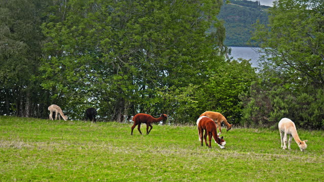 View of alpacas chewing grass in Scotland.