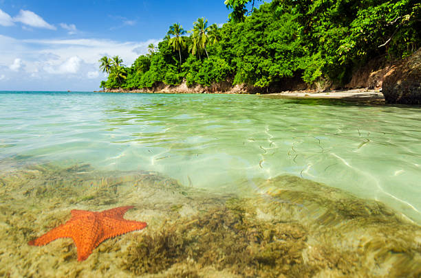A starfish in crystal clear water in San Andres y Providencia, Colombia