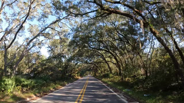 Slow drive on empty, straight asphalt road with curving oaks forming a tree tunnel above the roadway