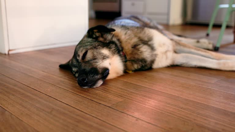 German Shepard and Malamute mix resting at home.