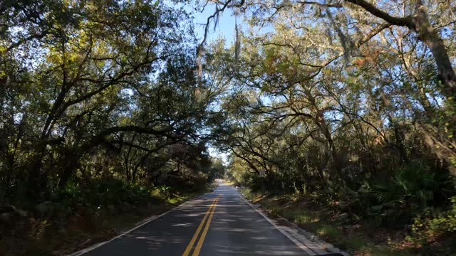 Quiet drive on empty, straight asphalt road with curving oaks forming a tree tunnel above the roadway