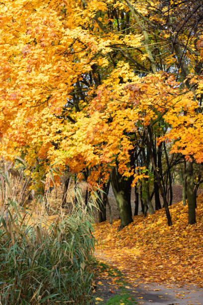 sentier du parc d’automne. arbre de couleur jaune vif, feuilles d’érable brun rouge dans le parc de la ville d’automne. scène de paysage de la nature. - vibrant color rural scene outdoors tree photos et images de collection