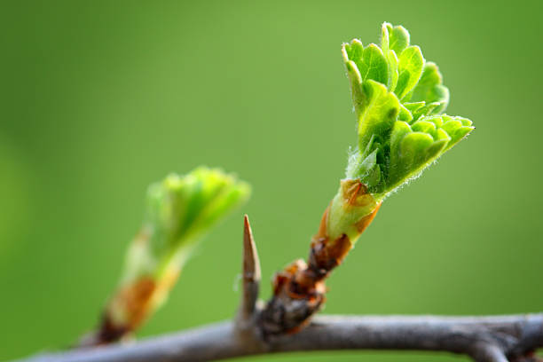 Young green spring leaves of a tree in sunshine