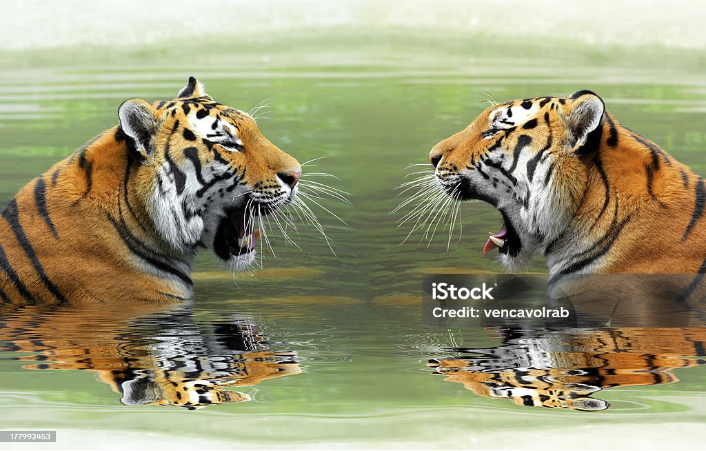 Siberian Tigers Siberian Tigers in water Animal Stock Photo