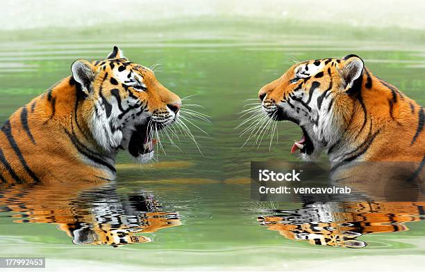 Siberian Tigers Stock Photo - Download Image Now - Animal, Animal Wildlife, Animals Hunting