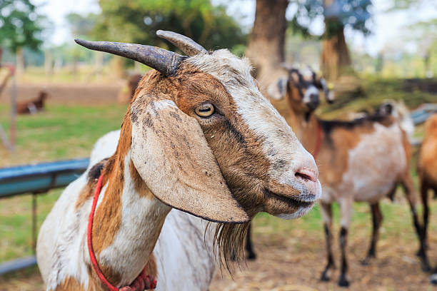 istock Close up of goat 177992524