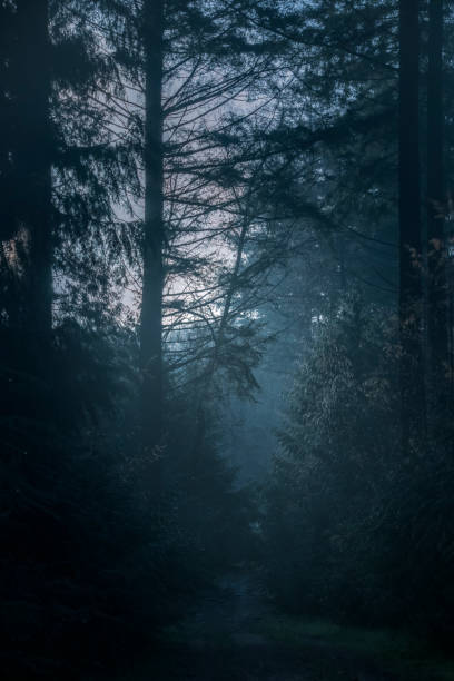istock Forest path during an autumn morning in the Veluwe nature reserve 1779925441